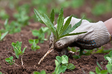 Image showing weeding in the vegetable garden, closeup