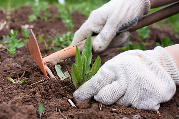 Image showing weeding in the vegetable garden