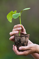 Image showing pumpkin seedling in hands of woman