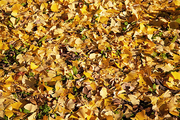 Image showing Ginkgo leaves