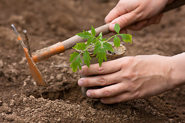 Image showing planting of seedling of tomatoes