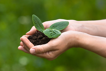 Image showing Hands holding seedling with soil