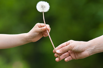 Image showing two hands, child and women, holding together a dandelion on blur