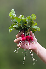 Image showing bunch of radishes in hand on blurred background