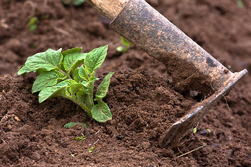 Image showing hilling potatoes