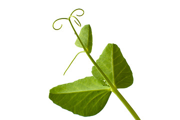 Image showing leaves of the pea with tendril