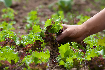 Image showing gathering lettuce