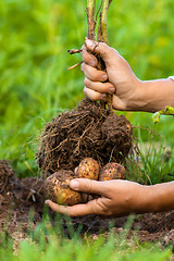 Image showing digging bush potato in hand