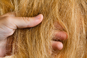 Image showing hand of the hairdresser with the hair