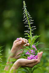 Image showing hands gathering flowers of willow-herb (Ivan-tea), closeup