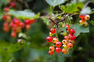 Image showing red currant in the garden