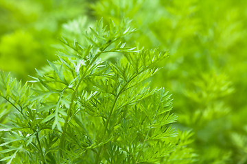 Image showing leaves of carrots