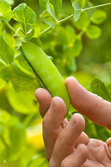 Image showing hand picking pod of peas