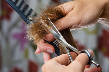 Image showing hands of hairdresser trimming hair with scissors