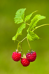 Image showing raspberries on blurred background