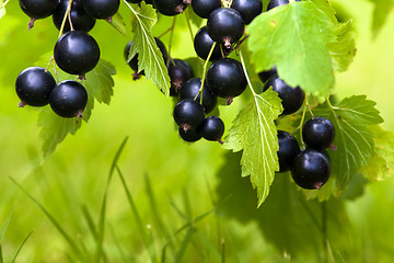 Image showing berries of black currant (selective focus used)