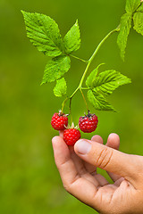 Image showing hand picking raspberries, closeup