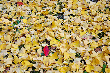 Image showing Ginkgo leaves