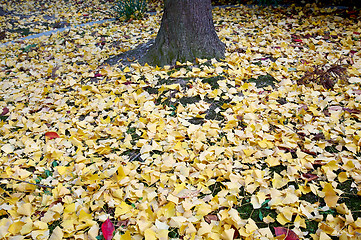 Image showing Ginkgo leaves
