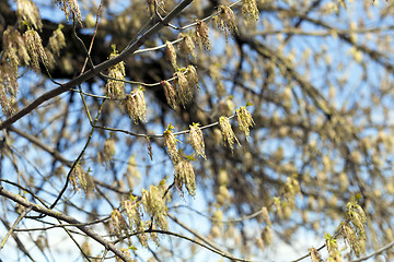 Image showing flowering maple tree