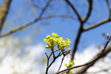 Image showing flowering maple tree