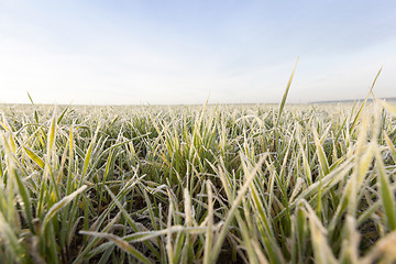 Image showing young grass plants, close-up