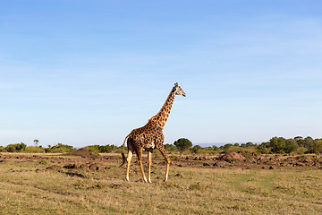 Image showing giraffe walking along savannah at africa