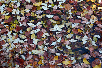 Image showing Ginkgo leaves