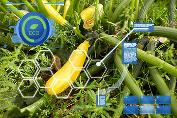 Image showing squashes on summer garden bed