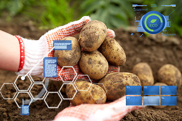 Image showing farmer with potatoes at farm garden