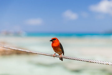 Image showing red fody sitting on rope at seaside