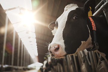 Image showing herd of cows in cowshed on dairy farm