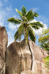 Image showing coconut palm tree at island beach on seychelles