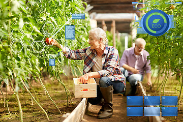 Image showing old woman picking tomatoes up at farm greenhouse