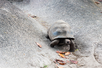 Image showing giant tortoise outdoors on seychelles