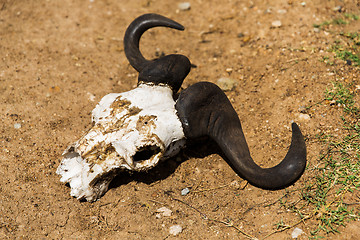 Image showing wildebeest skull with horns on ground