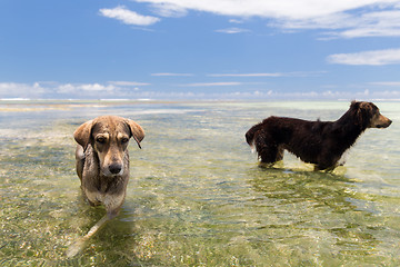 Image showing dogs in sea or indian ocean water on seychelles