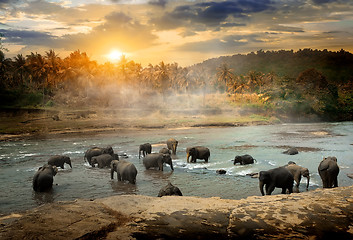 Image showing Wildlife in jungles