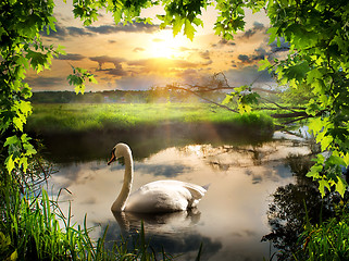 Image showing Swan in spring morning