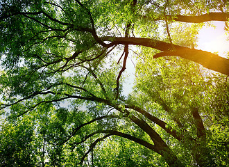 Image showing Maple branches