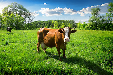 Image showing Herd of cows