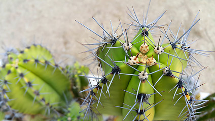 Image showing cactus with big sharp needles