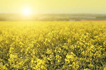 Image showing Field of flowers winter cress