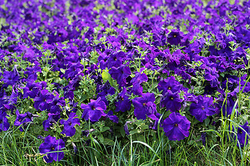 Image showing Flowers of bright petunia