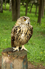 Image showing Owl  sitting on a tree stump