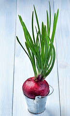 Image showing Spring Red Onion