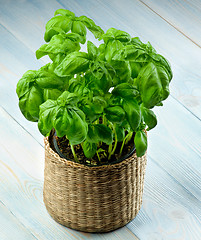 Image showing Fresh Green Basil 