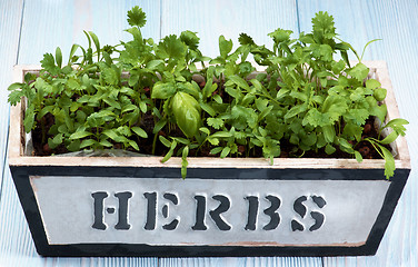 Image showing Fresh Greens in Pot