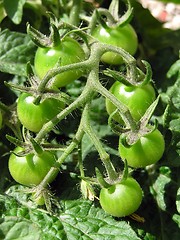 Image showing Baby Tomatoes