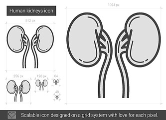 Image showing Human kidneys line icon.